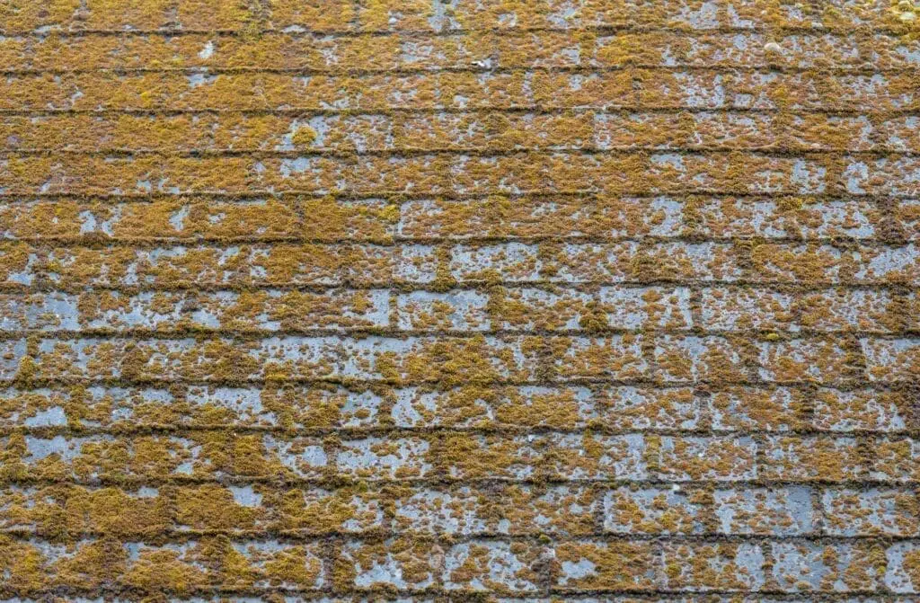 algae growth on asphalt roof shingles