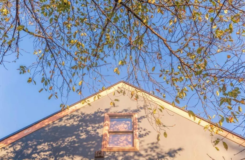tree branches growing over a roof