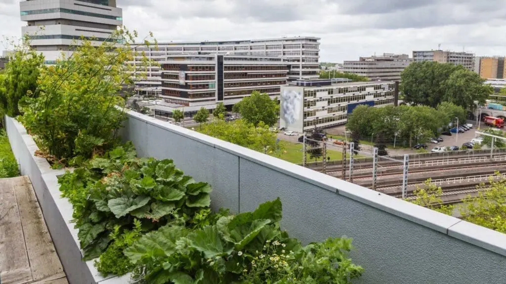 a green roof installed in the dry climates like san francisco