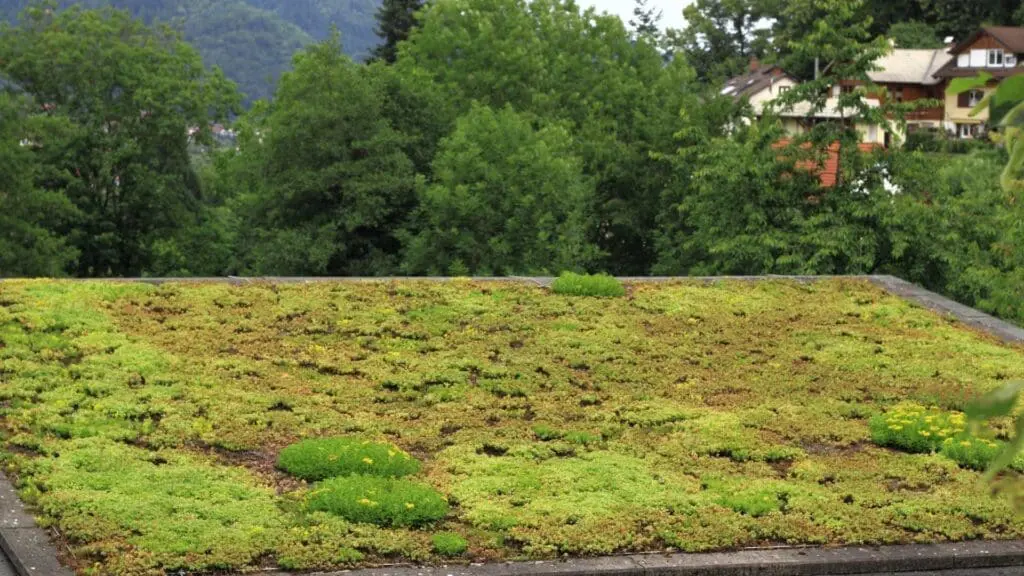 moss on a roof offering good insulation