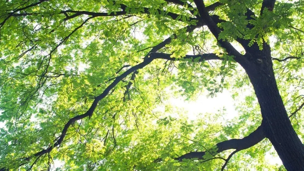 a sunny day through the trees