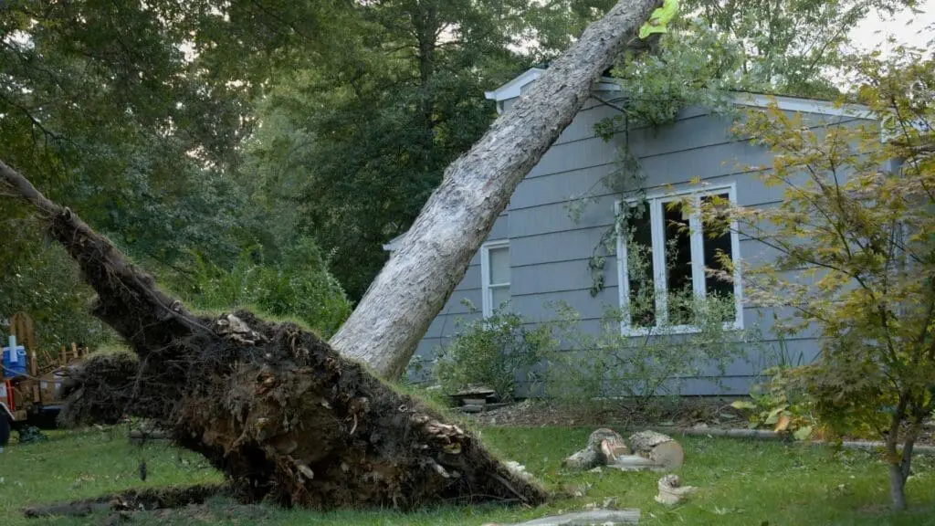 a tree causing major damage to a roof