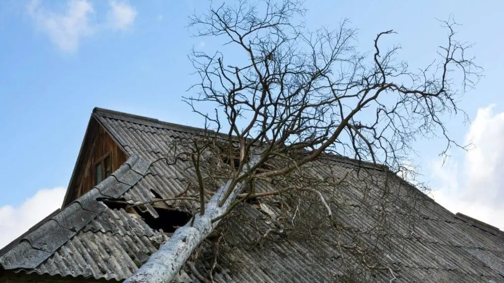 a tree that fell on a roof