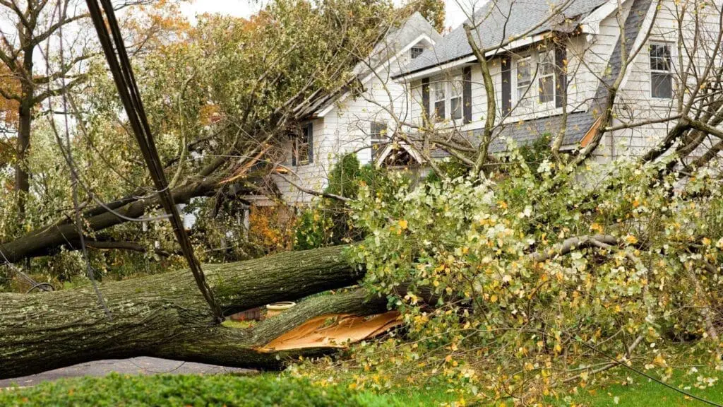 tree limbs and a fallen tree in a yard