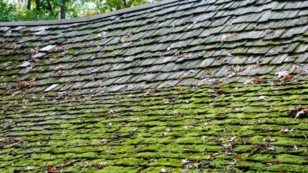 roof moss on a wood shake roof