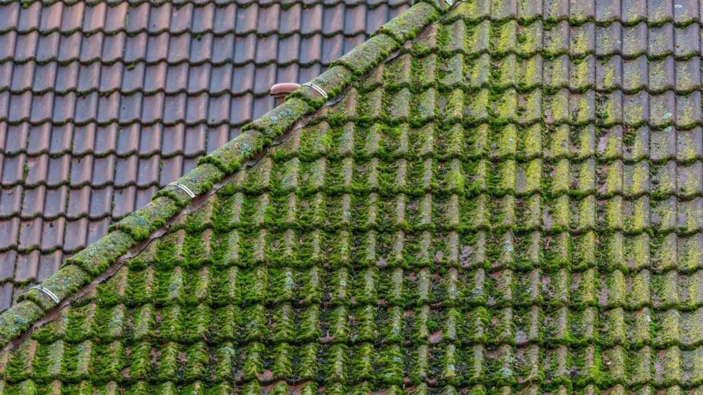 roof moss on a tile roof