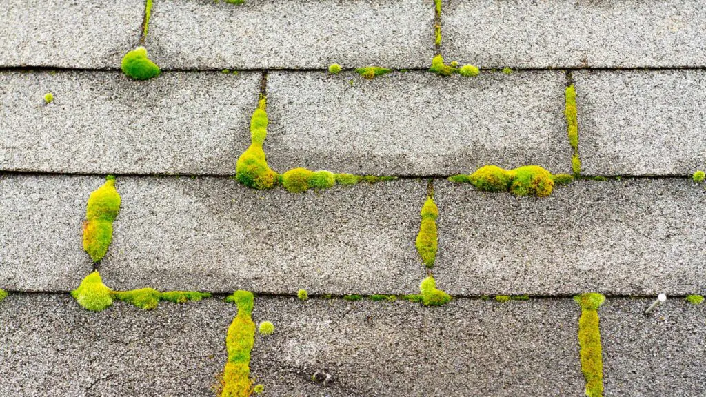 roof moss on asphalt shingles