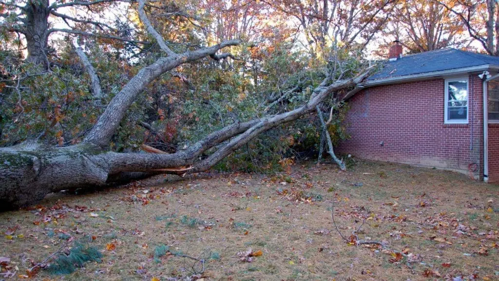 a tree that blew over in a storm that fell on a home