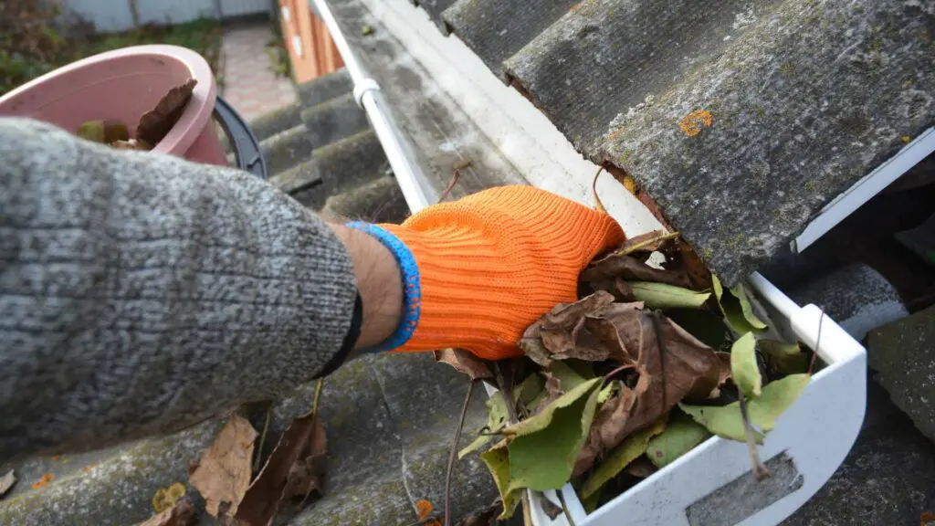 cleaning out the gutters from leaves and debris that can cause mold growth